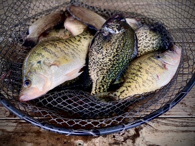 Crappie Spawn Update - 105.1 The Bull